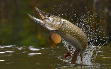 southern pike and northern pike