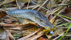 Chain Pickerel vs. Northern Pike