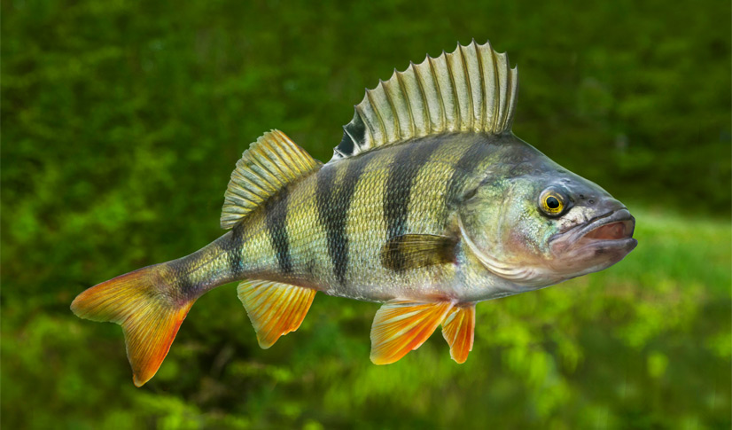 3-best-kinds-of-what-does-a-perch-fish-look-like-eatthatfish