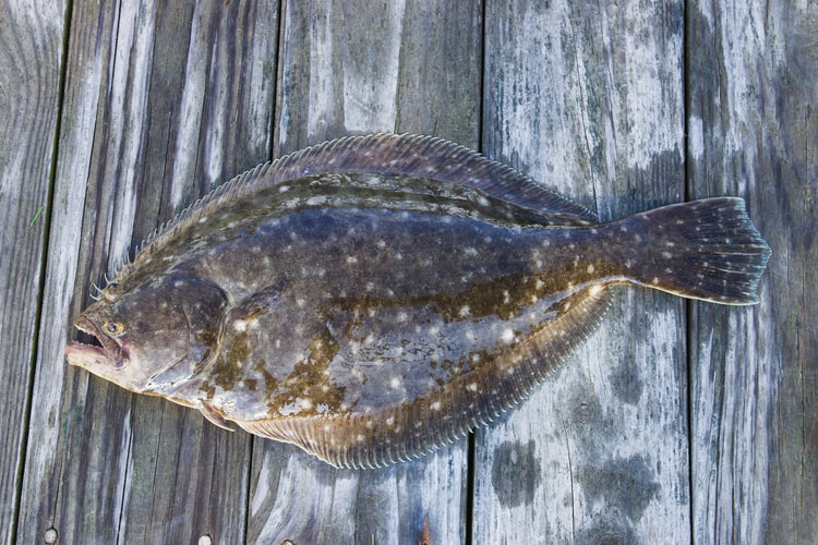 Best Flounder Fishing Spots in Florida
