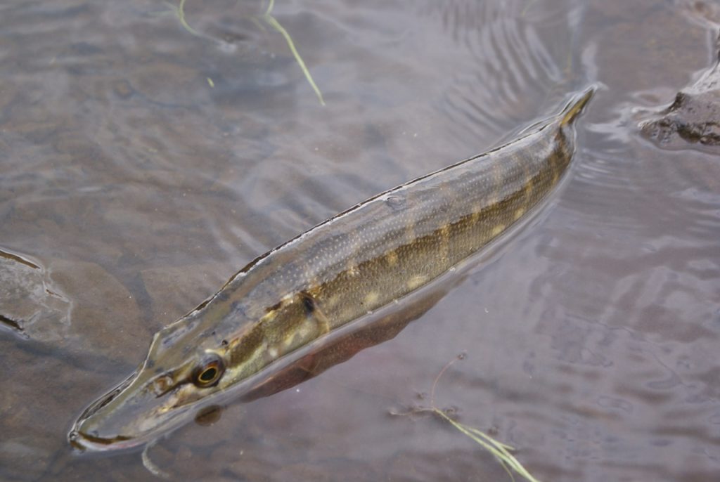 best Northern Pike fishing in United States