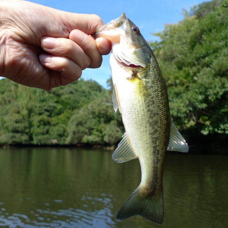 8 Best Bass Fishing Lakes in the US You Should Visit