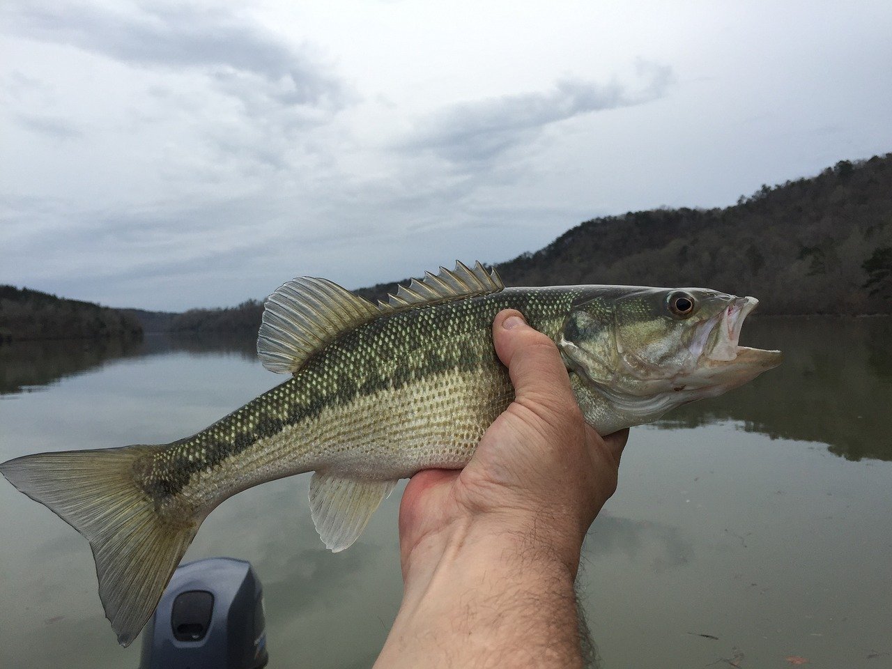 bass fishing trips near me