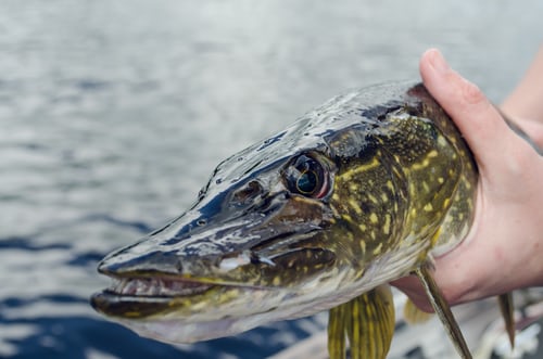 best rod and reel combo for northern pike fishing