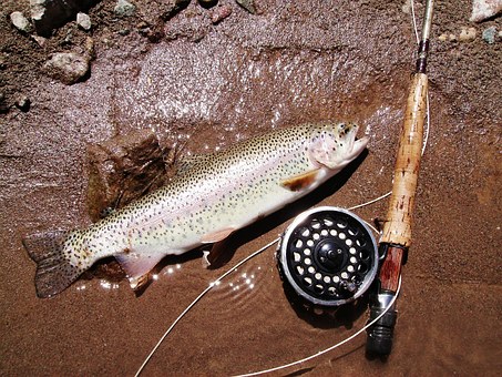 best trout fishing lakes in california