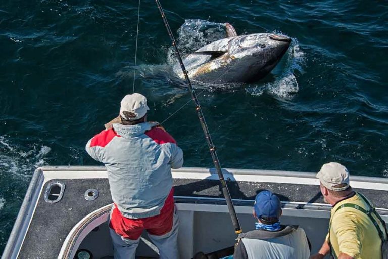 Where to Catch Bluefin Tuna and Yellowfin Tuna? Top 8 Spots in the World!