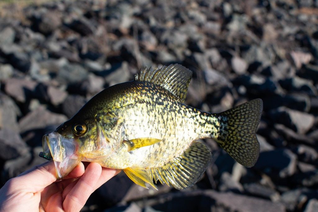 best crappie lakes in Michigan