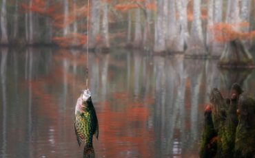 best crappie lakes in U.S.
