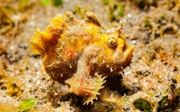 are frogfish poisonous