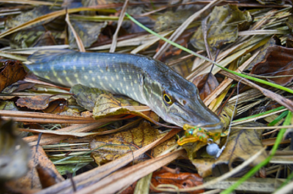 Is Chain Pickerel Good To Eat